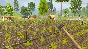 🔥 Farming Tractor для Pico VR