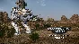 MechWarrior Online™ - Argent Legendary Mech Pack DLC