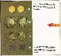 Rare Russian coins XVIII beginning of XX centuries