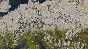 Grand Ages: Medieval (Steam/ Region Free)