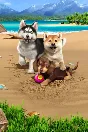 Little Friends: Puppy Island STEAM KEY🔑 RUSSIA+CIS