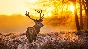 Красивые HD обои ПРИРОДА - 46 штук