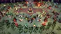 ☑️⭐Cult of the Lamb XBOX +DLC⭐Buy it u⭐☑️.