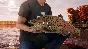 Fishing Sim World: Pro Tour - Deluxe Edition KEY🔑