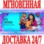 ✅The Sims 4 Cats & Dogs DLC 🟠EA APP🔑KEY🌎RU+CIS +🎁