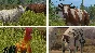 Farming Simulator 17 - Platinum Edition · Steam Gift🚀