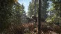⚡theHunter: Call of the Wild|АВТОДОСТАВКА RU Steam Gift