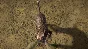 theHunter: Call of the Wild™ - German Shorthaired Point