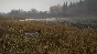 ❗THEHUNTER: CALL OF THE WILD - GERMAN SHORTHAIRED🔑XBOX