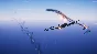 Vincemus - Air Combat - STEAM GIFT RUSSIA