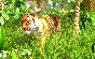 ⭐️Wildlife Park 3 / Steam Key / RU+Global
