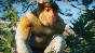 Planet Zoo: Southeast Asia Animal Pack DLC * STEAM🔥