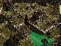 ⭐ Commandos: Behind Enemy Lines Steam Key 🔑GLOBAL