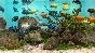 Behind Glass: Aquarium Simulator - STEAM GIFT RUSSIA