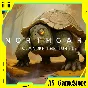 ⚫️Northgard Hafgufa Clan of the Turtle |DLC| Epic Games