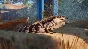⭐Planet Zoo - Australia Pack DLC Steam КЛЮЧ 🔑GLOBAL
