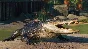 ⭐ Planet Zoo - North America Animal Pack DLC Steam КЛЮЧ