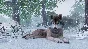 ⭐ Planet Zoo: Ultimate Edition 2021 Steam Key 🔑GLOBAL