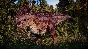 ⭐ Jurassic World Evolution 2 - Cretaceous Predator Pack