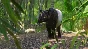 ⭐ Planet Zoo - Southeast Asia Animal Pack DLC Steam КЛЮ