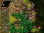 ⭐ The Settlers 4: Gold Edition GOG Key 🔑GLOBAL