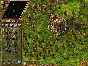 ⭐ The Settlers 4: Gold Edition GOG Key 🔑GLOBAL