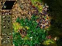 ✅ The Settlers 4: History Edition PC Ubisoft Account +M
