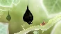 ⭐ Botanicula Steam Key 🔑 GLOBAL