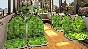 Bus Simulator 21 Protect Nature Interior Pack DLC no RU