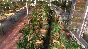 ⭐ Farmer´s Dynasty EU Steam Key 🔑 EUROPE