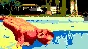 ⭐ Warm Monkey PC Steam Key 🔑 GLOBAL