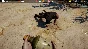 🔶Ludus (Steam Key/Region Free)🔑