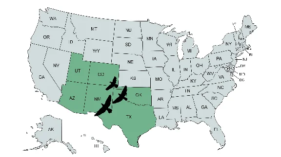 🌦️ FS Birds - Central USA | MSFS
