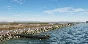 🛫 KSFO San Francisco Airport | MSFS 2020/2024
