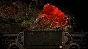 ⭐ Planescape: Torment and Icewind Dale: Enhanced Editio
