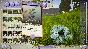 ⭐ Gardener: Master of Trees and Flowers PC Steam Key