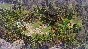 Age of Empires II: Definitive - Victors and Vanquished