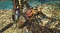 ⭐️ Monster Hunter Wilds Seikret Decoration Majestic Dra