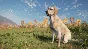 theHunter: Call of the Wild™ - Labrador Retriever✅STEAM