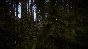 Sons Of The Forest | Steam | Обновления | АВТО 24/7
