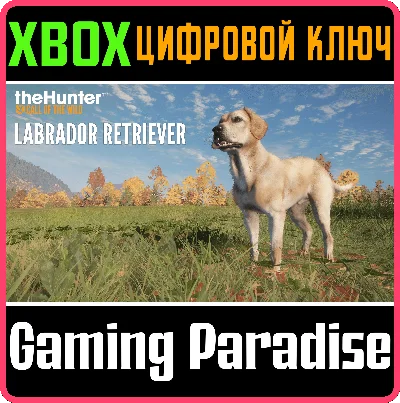 ❗THEHUNTER: CALL OF THE WILD - LABRADOR RETRIEVER🔑XBOX