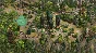 Age of Empires II: DE - The Three Kingdoms✅STEAM GIFT✅