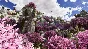 ARK: Astraeos✅STEAM GIFT AUTO✅RU/UKR/KZ/CIS