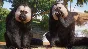 Planet Zoo: Americas Animal Pack✅STEAM GIFT AUTO✅RU/ДР