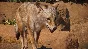Planet Zoo: Americas Animal Pack Steam Ключ РФ+Мир
