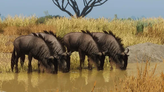 Planet Zoo: Grasslands Animal Pack Steam Key Global DLC