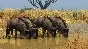 Planet Zoo: Grasslands Animal Pack Steam Key Global DLC