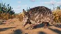 Planet Zoo: Grasslands Animal Pack Steam Key Global DLC