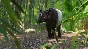 Planet Zoo Southeast Asia Animal Pack Steam Ключ РФ+Мир