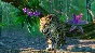 Planet Zoo: South America Pack Steam Ключ РФ+Мир +Бонус